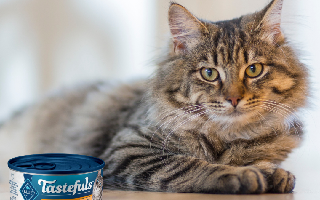 Blue Buffalo Tastefuls Wet Cat Food Just $1 Per Can At Publix