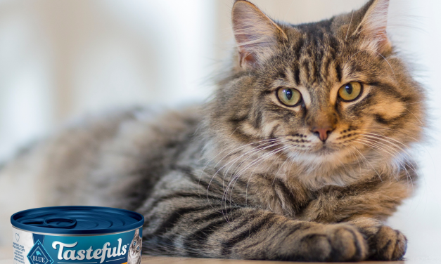 Blue Buffalo Tastefuls Wet Cat Food Just $1.08 Per Can At Publix